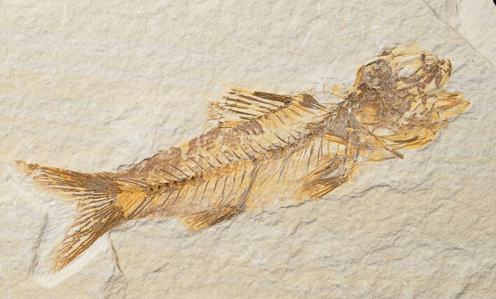 Bargain Knightia Fossil Fish - Wyoming #16455